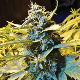 Auto Northern Hog - T.H. SEEDS | TanieSianie.pl