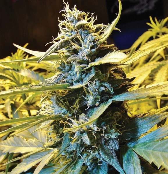 Auto Northern Hog - T.H. SEEDS | TanieSianie.pl