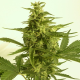 Auto Critical Hog - T.H. SEEDS | TanieSianie.pl