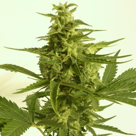 Auto Critical Hog - T.H. SEEDS | TanieSianie.pl