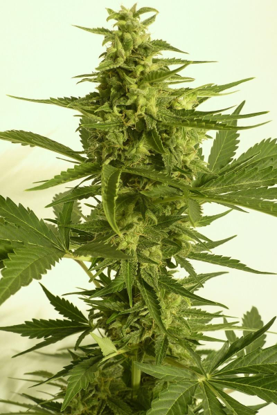 Auto Critical Hog - T.H. SEEDS | TanieSianie.pl