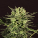 Auto Mk Ultra Kush - T.H. SEEDS | TanieSianie.pl