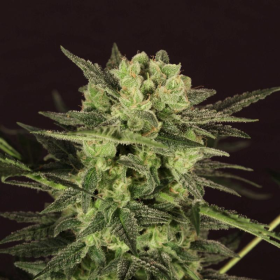 Auto Mk Ultra Kush - T.H. SEEDS | TanieSianie.pl