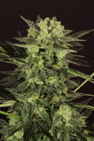 Auto Mk Ultra Kush - T.H. SEEDS | TanieSianie.pl