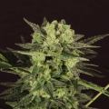 Auto Mk Ultra Kush - T.H. SEEDS