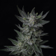 Auto Bubblegum - T.H. SEEDS | TanieSianie.pl