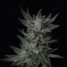 Auto Bubblegum - T.H. SEEDS | TanieSianie.pl