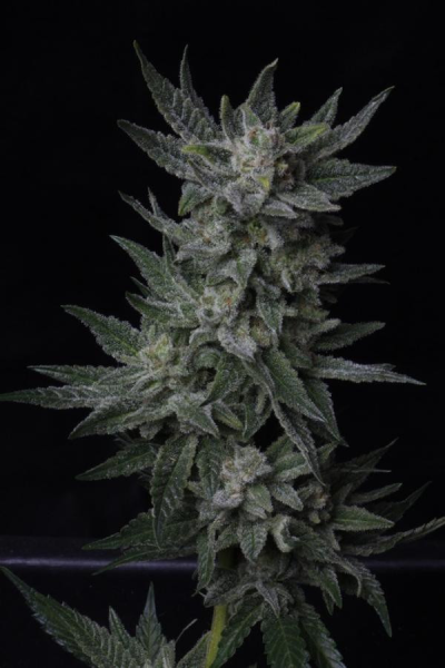 Auto Bubblegum - T.H. SEEDS | TanieSianie.pl