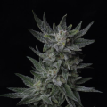Auto Bubblegum - T.H. SEEDS