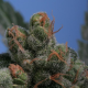 Sage'n Sour - T.H. SEEDS | TanieSianie.pl