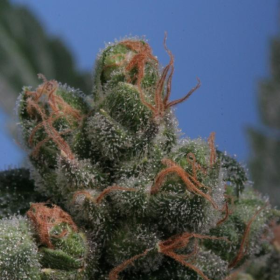 Sage'n Sour - T.H. SEEDS | TanieSianie.pl