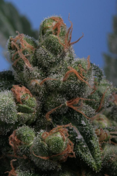 Sage'n Sour - T.H. SEEDS | TanieSianie.pl