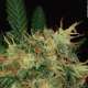 S.A.G.E. - T.H. SEEDS | TanieSianie.pl