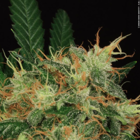 S.A.G.E. - T.H. SEEDS | TanieSianie.pl