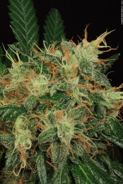 S.A.G.E. - T.H. SEEDS | TanieSianie.pl