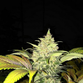 Roof 95 - T.H. SEEDS | TanieSianie.pl