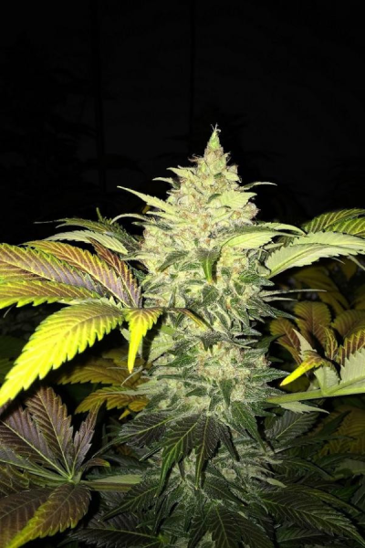Roof 95 - T.H. SEEDS | TanieSianie.pl