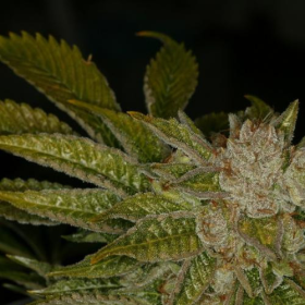 Mk Ultra Kush - T.H. SEEDS | TanieSianie.pl