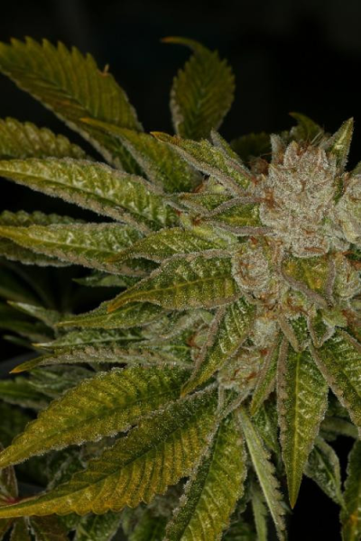 Mk Ultra Kush - T.H. SEEDS | TanieSianie.pl