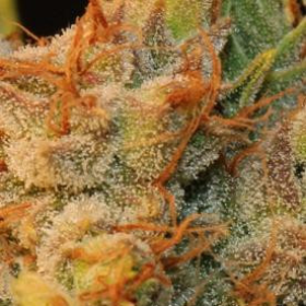 Mk Ultrabubble - T.H. SEEDS | TanieSianie.pl
