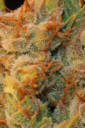 Mk Ultrabubble - T.H. SEEDS | TanieSianie.pl