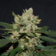 M.O.B. - T.H. SEEDS | TanieSianie.pl