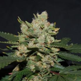 M.O.B. - T.H. SEEDS | TanieSianie.pl