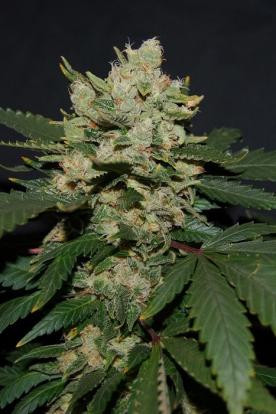 M.O.B. - T.H. SEEDS | TanieSianie.pl