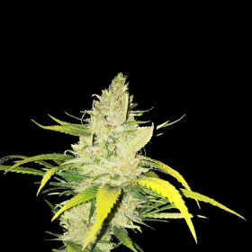 La S.A.G.E. - T.H. SEEDS | TanieSianie.pl