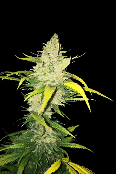 La S.A.G.E. - T.H. SEEDS | TanieSianie.pl