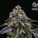 French Macaron - T.H. SEEDS | TanieSianie.pl