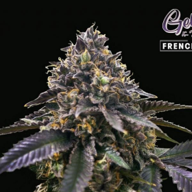 French Macaron - T.H. SEEDS | TanieSianie.pl