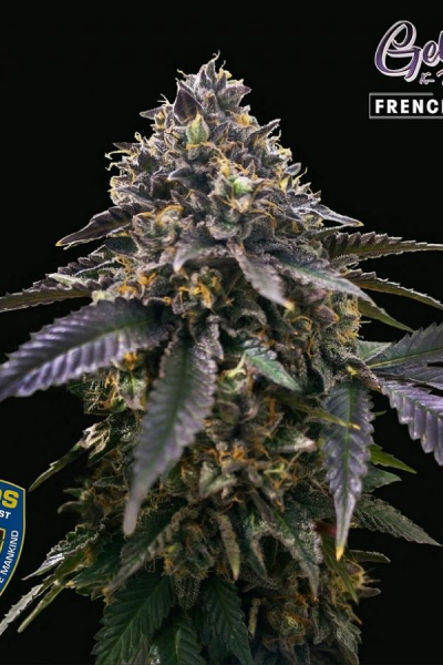 French Macaron - T.H. SEEDS | TanieSianie.pl