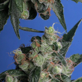 Kushage - T.H. SEEDS | TanieSianie.pl