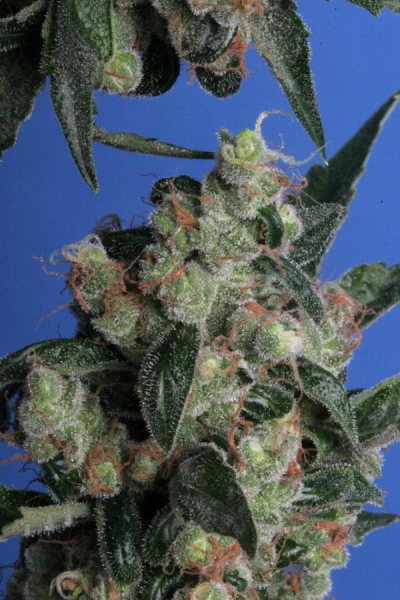 Kushage - T.H. SEEDS | TanieSianie.pl