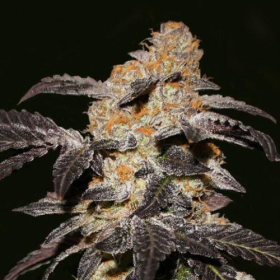 French Cookies - T.H. SEEDS | TanieSianie.pl