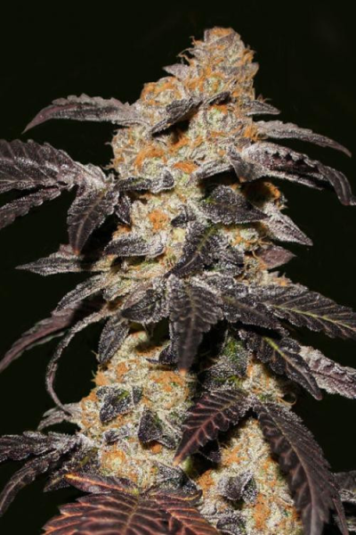 French Cookies - T.H. SEEDS | TanieSianie.pl