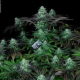 Darkstar Kush - T.H. SEEDS | TanieSianie.pl