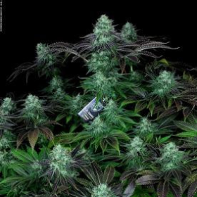 Darkstar Kush - T.H. SEEDS | TanieSianie.pl