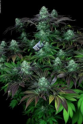 Darkstar Kush - T.H. SEEDS | TanieSianie.pl