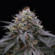 Sugar Breath - HUMBOLDT SEED | TanieSianie.pl