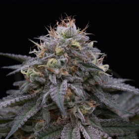 Sugar Breath - HUMBOLDT SEED | TanieSianie.pl