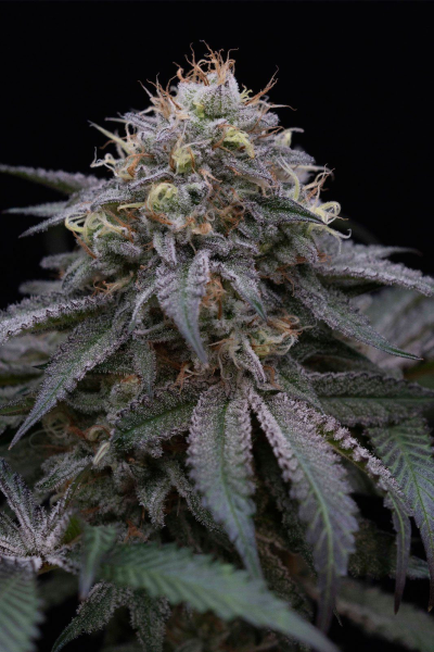 Sugar Breath - HUMBOLDT SEED | TanieSianie.pl