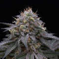 Sugar Breath - HUMBOLDT SEED