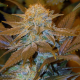 Critical Hog - T.H. SEEDS | TanieSianie.pl