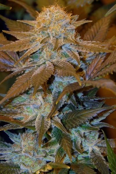 Critical Hog - T.H. SEEDS | TanieSianie.pl