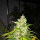 Chocolate Chunk - T.H. SEEDS | TanieSianie.pl