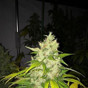 Chocolate Chunk - T.H. SEEDS | TanieSianie.pl