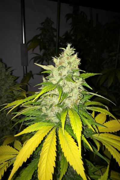 Chocolate Chunk - T.H. SEEDS | TanieSianie.pl