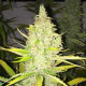 Chicle AKA Bubbledawg - T.H. SEEDS | TanieSianie.pl
